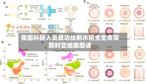 我国科研人员成功绘制水稻全生命周期时空细胞图谱