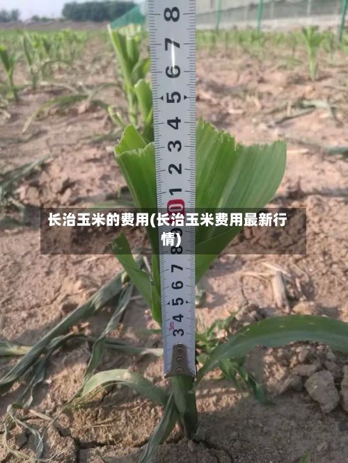 长治玉米的费用(长治玉米费用最新行情)