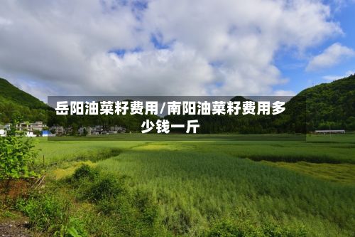 岳阳油菜籽费用/南阳油菜籽费用多少钱一斤