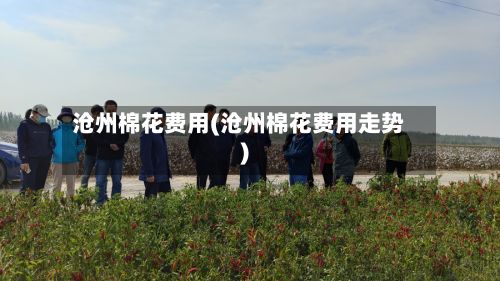沧州棉花费用(沧州棉花费用走势)