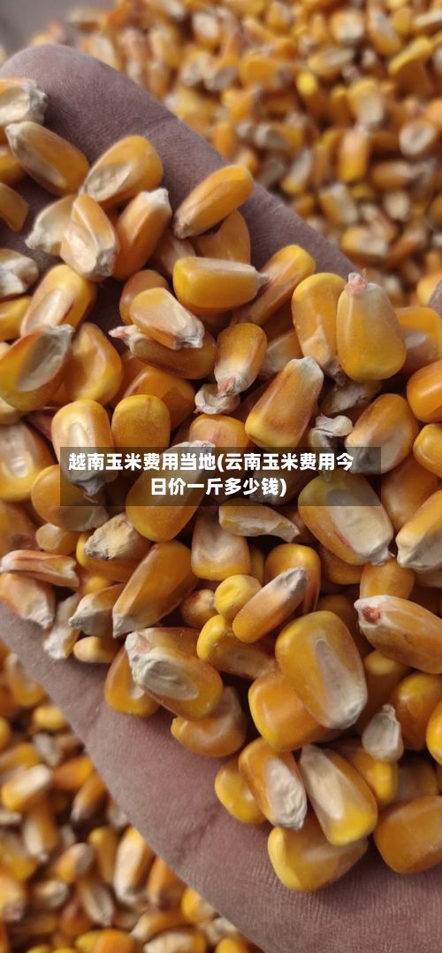 越南玉米费用当地(云南玉米费用今日价一斤多少钱)-第3张图片