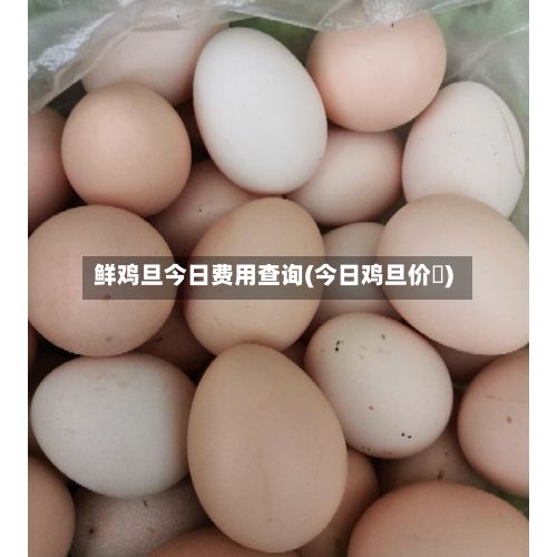 鲜鸡旦今日费用查询(今日鸡旦价挌)