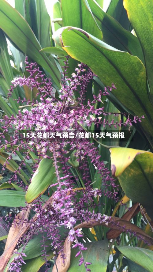 15天花都天气预告/花都15天气预报