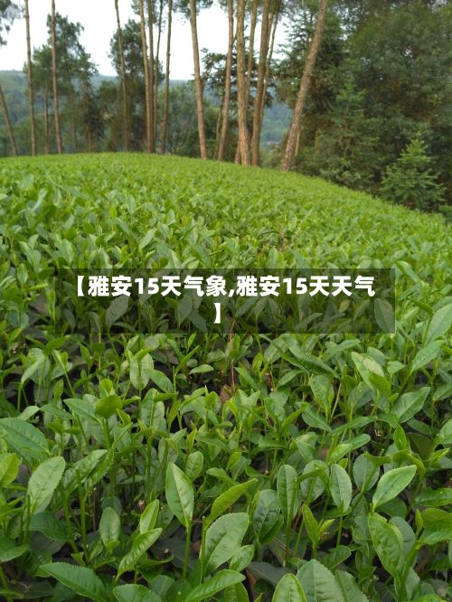 【雅安15天气象,雅安15天天气】