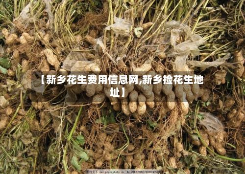 【新乡花生费用信息网,新乡捡花生地址】-第3张图片