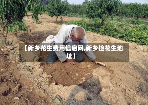 【新乡花生费用信息网,新乡捡花生地址】