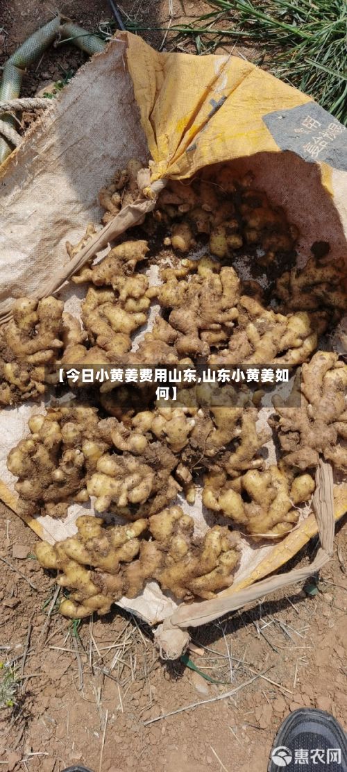 【今日小黄姜费用山东,山东小黄姜如何】-第2张图片