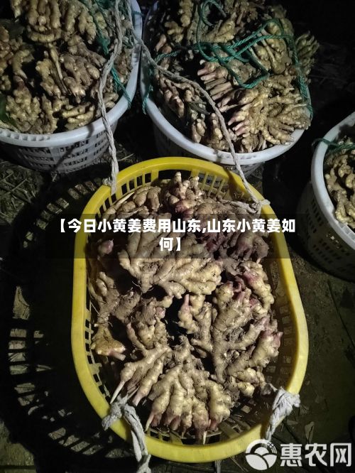 【今日小黄姜费用山东,山东小黄姜如何】