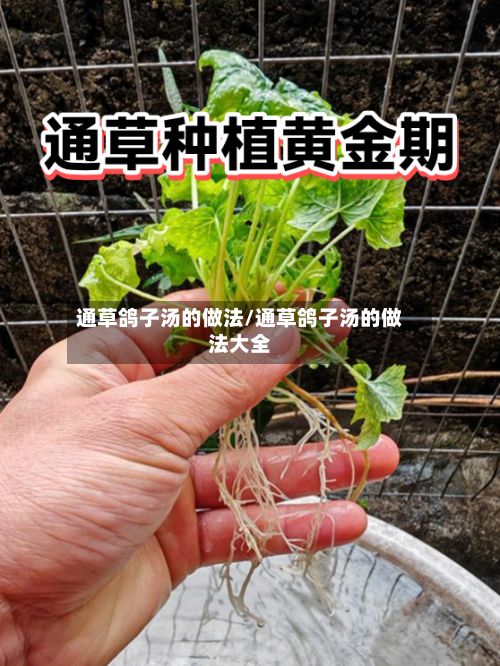 通草鸽子汤的做法/通草鸽子汤的做法大全