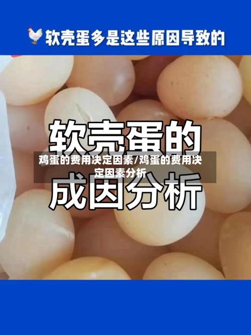 鸡蛋的费用决定因素/鸡蛋的费用决定因素分析-第2张图片