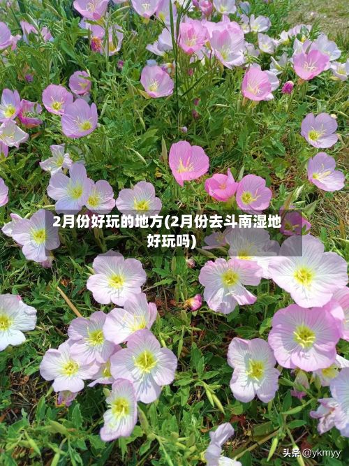 2月份好玩的地方(2月份去斗南湿地好玩吗)-第2张图片