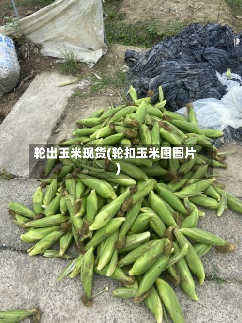 轮出玉米现货(轮扣玉米囤图片)