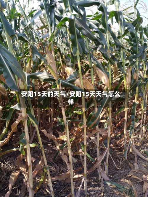安阳15天的天气/安阳15天天气怎么样-第2张图片