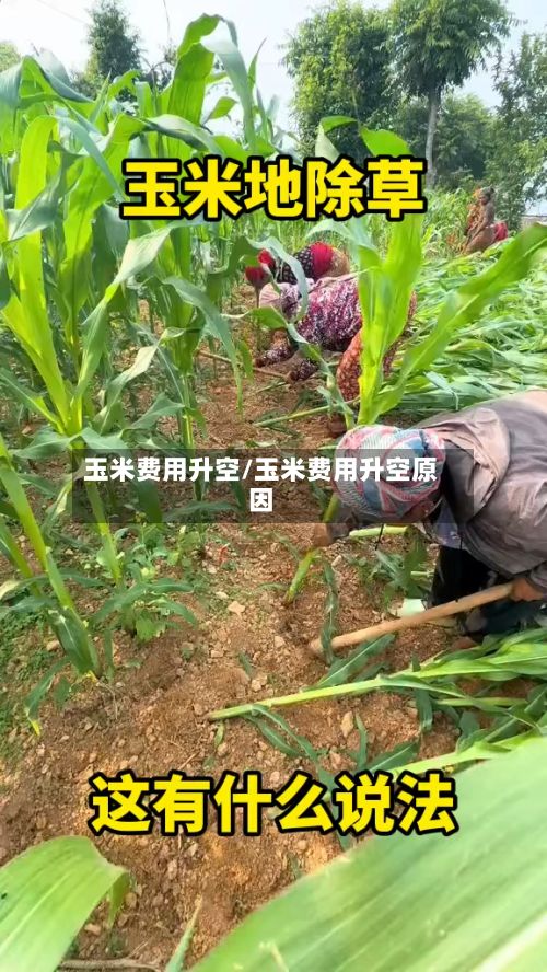 玉米费用升空/玉米费用升空原因-第2张图片