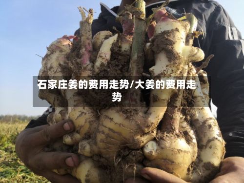 石家庄姜的费用走势/大姜的费用走势-第3张图片