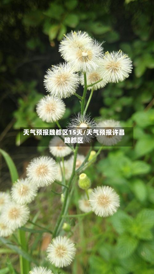 天气预报魏都区15天/天气预报许昌魏都区-第2张图片