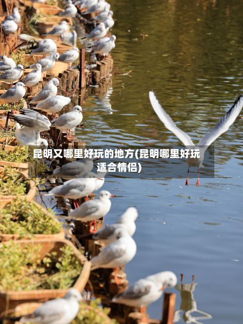 昆明又哪里好玩的地方(昆明哪里好玩适合情侣)-第3张图片
