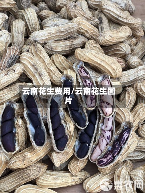 云南花生费用/云南花生图片