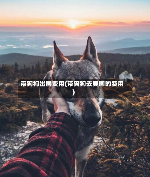带狗狗出国费用(带狗狗去美国的费用)