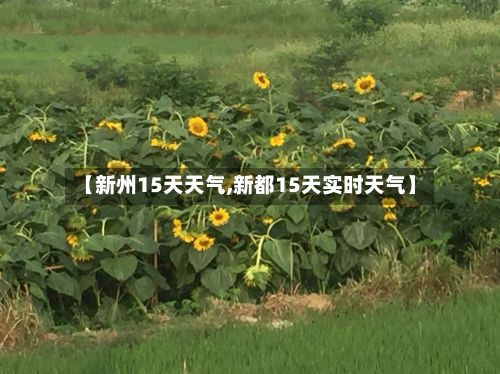 【新州15天天气,新都15天实时天气】