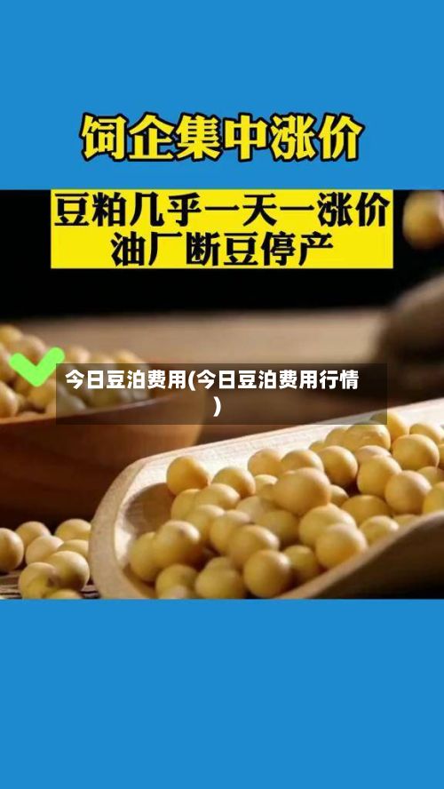 今日豆泊费用(今日豆泊费用行情)