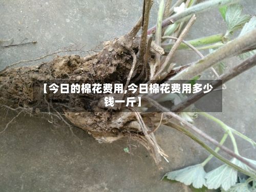 【今日的棉花费用,今日棉花费用多少钱一斤】-第3张图片