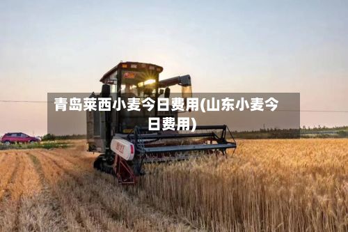 青岛莱西小麦今日费用(山东小麦今日费用)