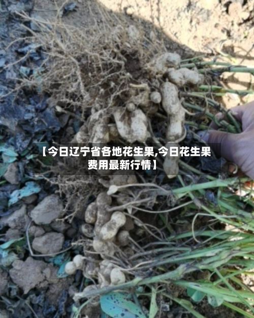 【今日辽宁省各地花生果,今日花生果费用最新行情】