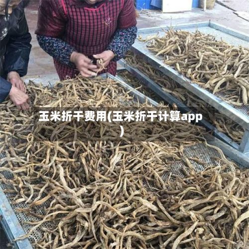玉米折干费用(玉米折干计算app)