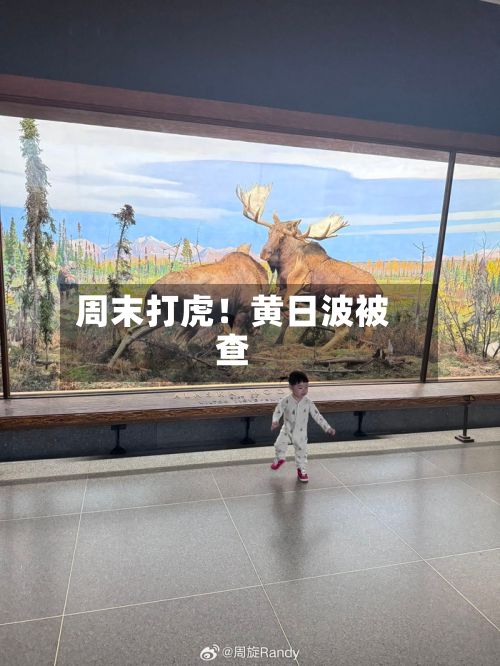 周末打虎！黄日波被查