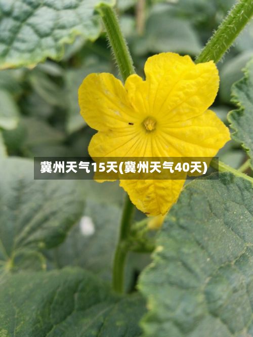 冀州天气15天(冀州天气40天)
