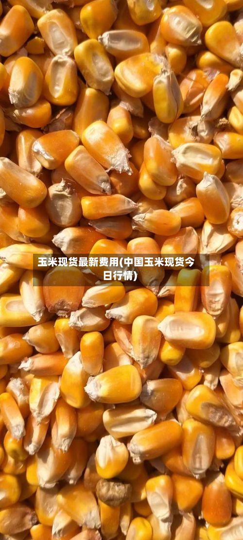 玉米现货最新费用(中国玉米现货今日行情)-第2张图片