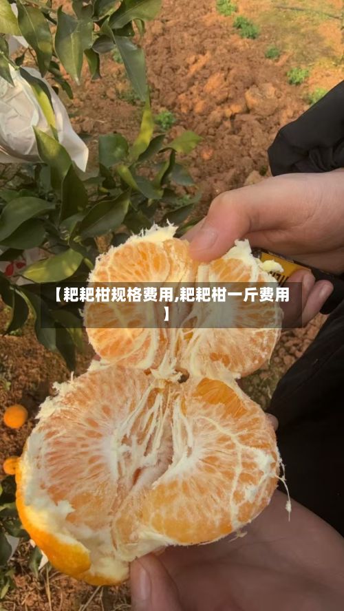 【耙耙柑规格费用,耙耙柑一斤费用】-第2张图片