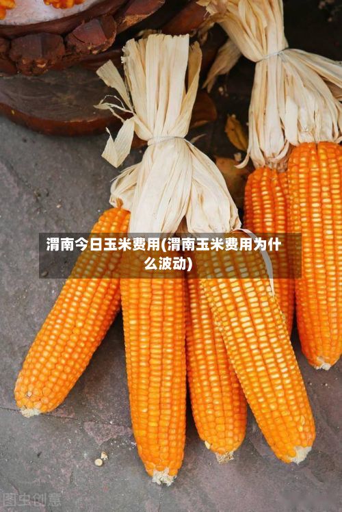 渭南今日玉米费用(渭南玉米费用为什么波动)-第2张图片