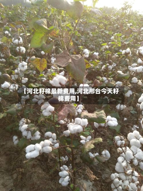 【河北籽棉最新费用,河北邢台今天籽棉费用】