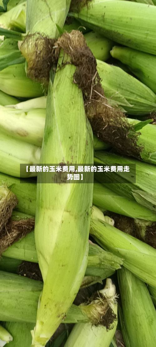 【最新的玉米费用,最新的玉米费用走势图】-第3张图片