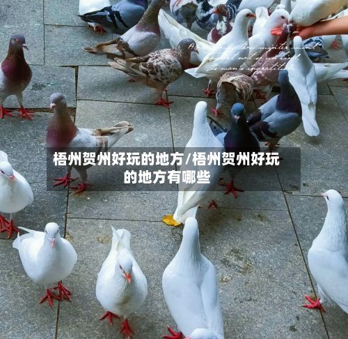 梧州贺州好玩的地方/梧州贺州好玩的地方有哪些