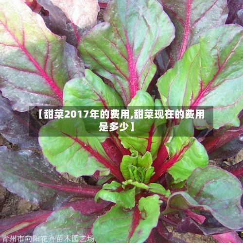 【甜菜2017年的费用,甜菜现在的费用是多少】