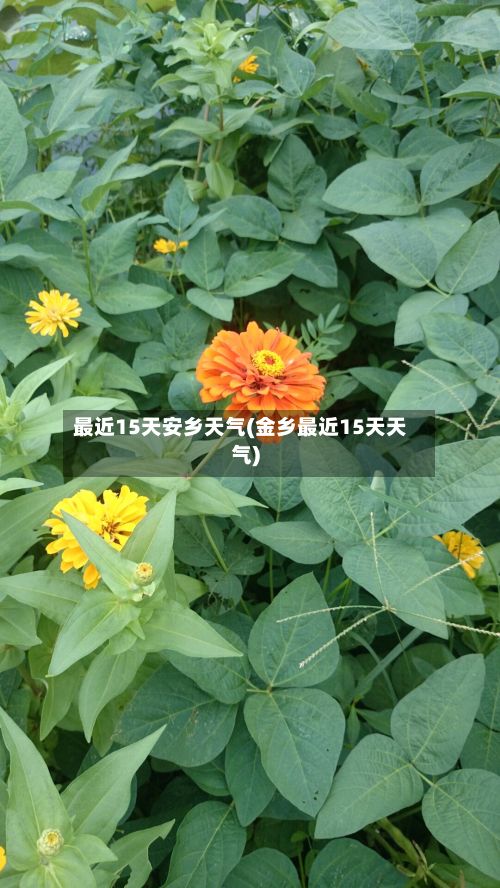 最近15天安乡天气(金乡最近15天天气)