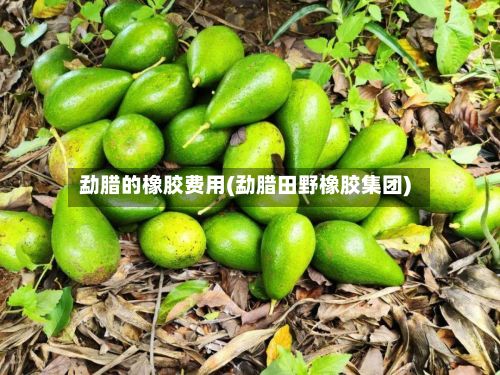 勐腊的橡胶费用(勐腊田野橡胶集团)