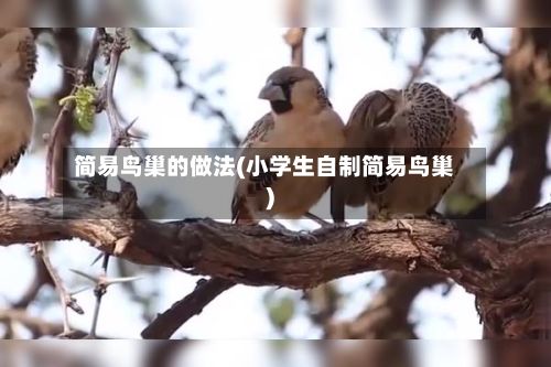简易鸟巢的做法(小学生自制简易鸟巢)