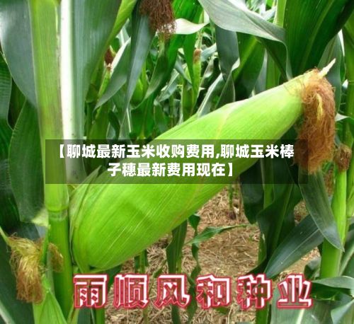 【聊城最新玉米收购费用,聊城玉米棒子穗最新费用现在】