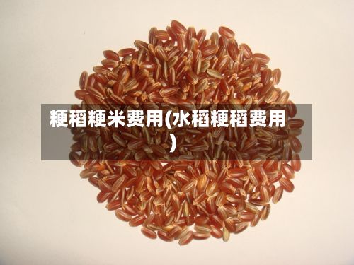 粳稻粳米费用(水稻粳稻费用)