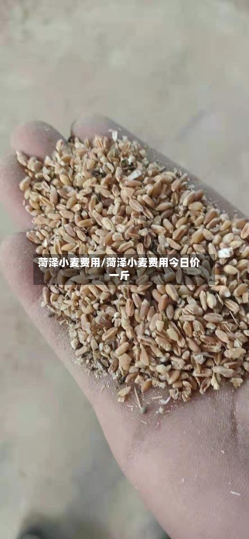 菏泽小麦费用/菏泽小麦费用今日价一斤