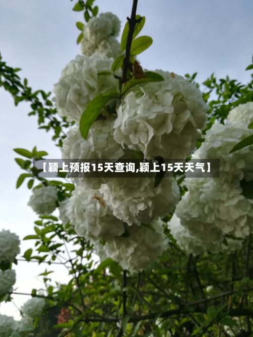 【颖上预报15天查询,颖上15天天气】