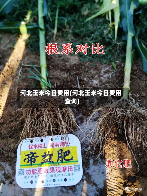 河北玉米今日费用(河北玉米今日费用查询)-第3张图片
