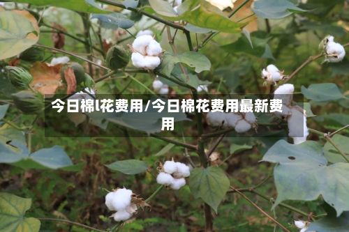 今日棉l花费用/今日棉花费用最新费用