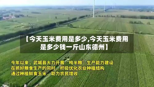 【今天玉米费用是多少,今天玉米费用是多少钱一斤山东德州】