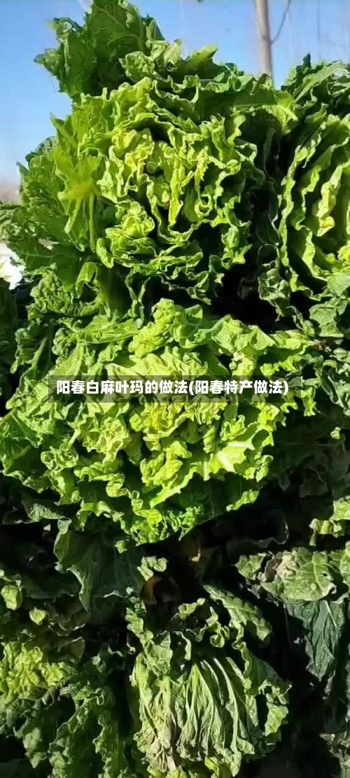 阳春白麻叶玛的做法(阳春特产做法)-第3张图片