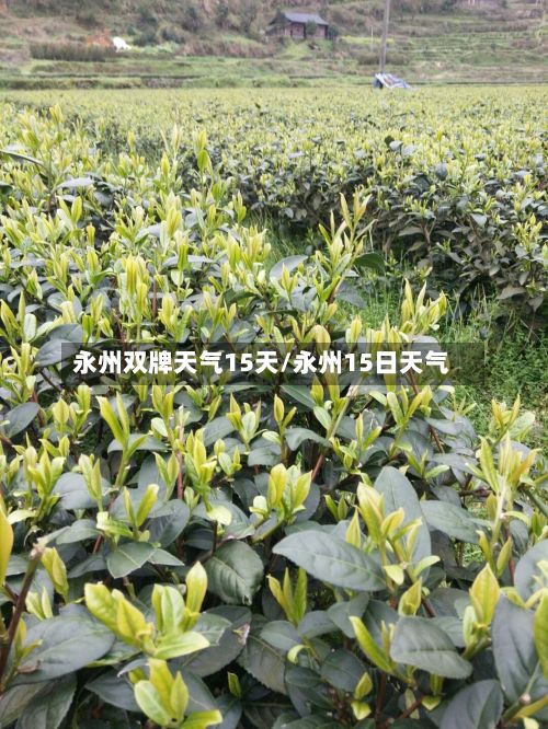 永州双牌天气15天/永州15日天气-第3张图片